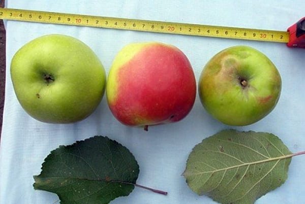أصناف التفاح شجرة Khakassia