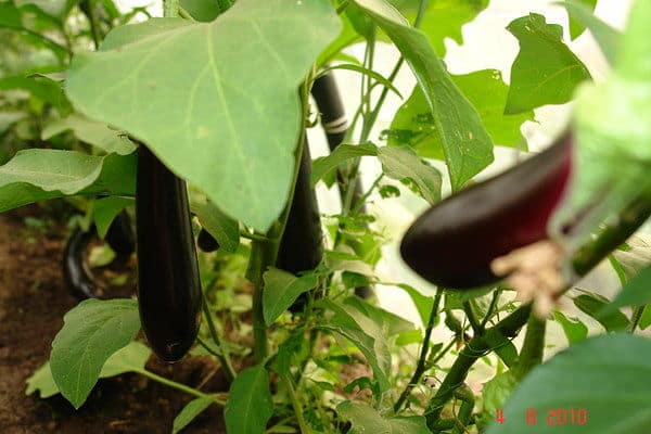 eggplant bush