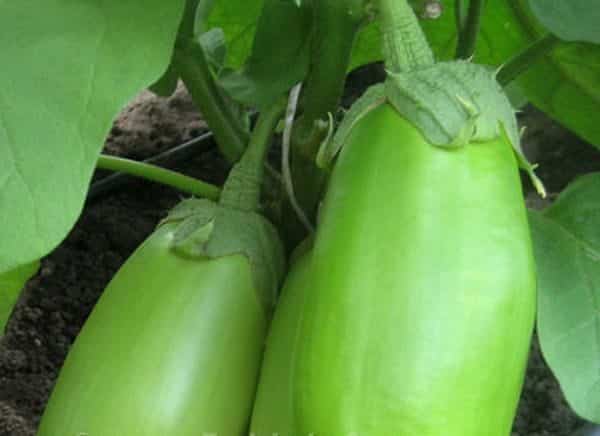 Emerald eggplant