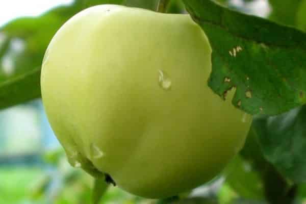 weißer Apfel