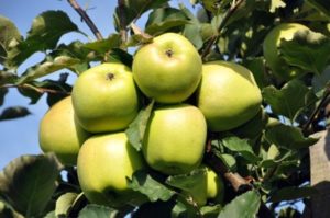 Characteristics and description of the apple variety Ainur, tasting assessment and disease resistance