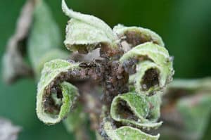 How to fight and get rid of aphids on an apple tree, what folk remedies will help and how to process during flowering