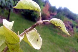 What chemical and folk remedies to spray an apple tree to get rid of ants