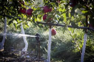 Kuinka usein omenapuita on kasteltava kesällä ja hedelmien kypsymisen aikana, tiheys ja tiheys
