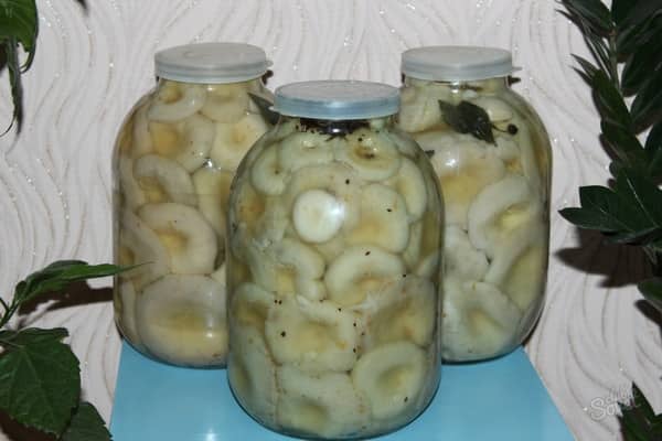 champignons au lait mariné dans des bocaux