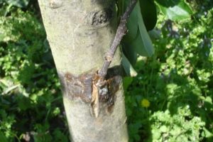 What can you plant a columnar apple tree on and how to do it correctly