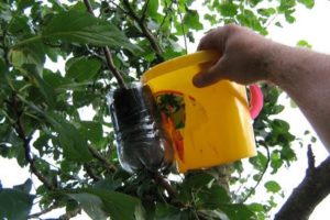 Metody rozmnażania jabłoni w domu przez sadzonki latem, pielęgnacja roślin