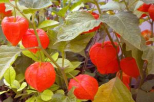 Pestovanie physalis doma, výber odrody a ďalšie starostlivosť o rastlinu