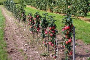 What varieties of apple trees on a dwarf rootstock are suitable for growing in a summer cottage