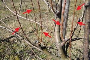 Por qué aparecen copas en el manzano y cuándo es necesario cortarlas, prevención y qué hacer