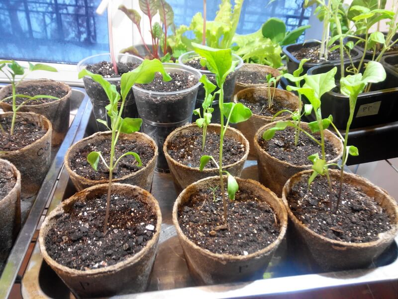 eggplant seedlings