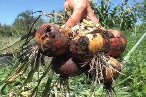 Cuándo y cómo se cosechan las cebollas en el noroeste: recomendaciones para excavar en diferentes regiones de Rusia