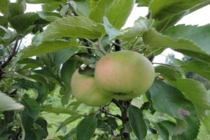وصف صنف التفاح العمودي Yesenia ، مزايا وعيوب ، كيفية حصاد وتخزين المحصول