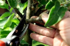 How to properly prune a columnar apple tree in summer, spring and autumn, formation and care