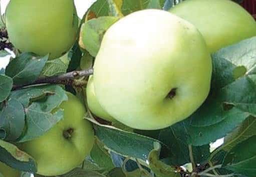 дрво јабуке