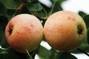 Opis odmiany jabłoni Kutuzovets i historii hodowli, regionów uprawy