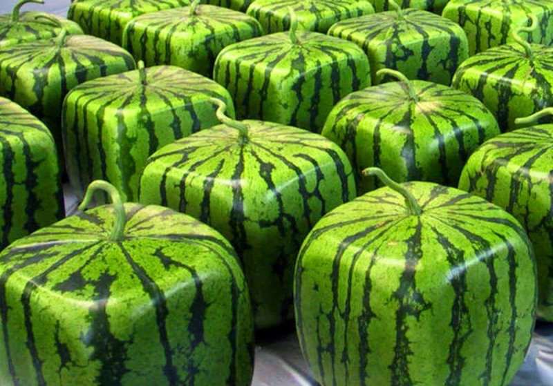 quadratische Wassermelone