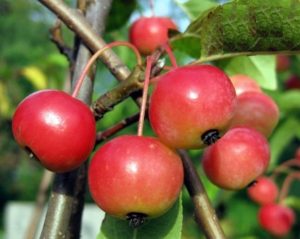 Descripción de las características de maduración y fructificación del manzano ornamental Ola.