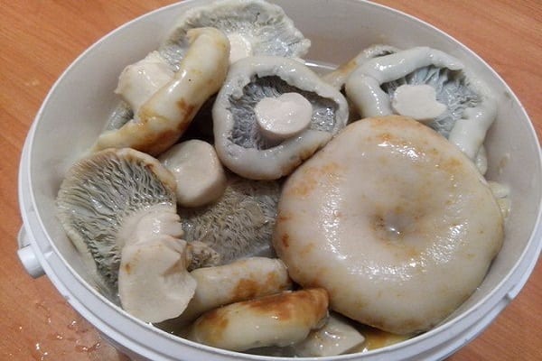 pickle milk mushrooms