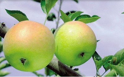æble træ ainur