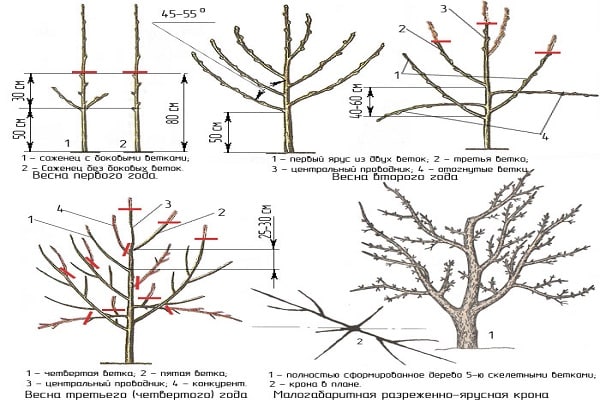 Wie man Zwergapfelbäume beschneidet: Grundlegende Formationsmethoden im Frühling, Sommer und Herbst