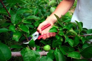 Cómo podar manzanos enanos: métodos básicos de formación en primavera, verano y otoño