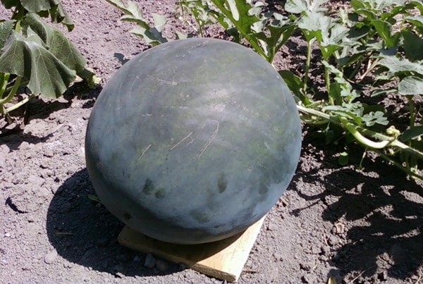 watermelon of Ogonyok variety in the open field