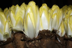 Sorten und Arten von Chicorée, ihre Beschreibung, nützliche Eigenschaften und Anwendung