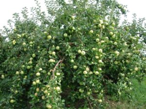 Kuros reģionos ir labāk audzēt krūmu ābolu šķirni Crumb, dārznieku apraksts un atsauksmes