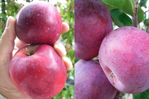 fruita de poma, orgull de williams