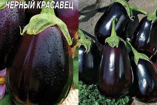 patlıcan çeşidi Siyah yakışıklı