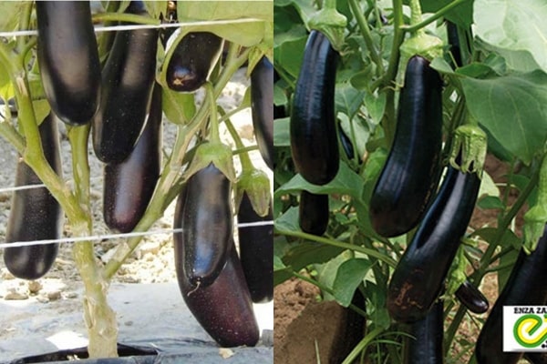 appearance of destan eggplant