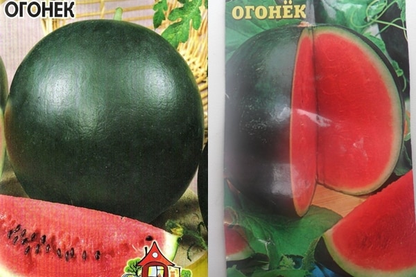 hạt dưa hấu của giống Ogonyok