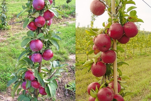 udseende af gin æble træ