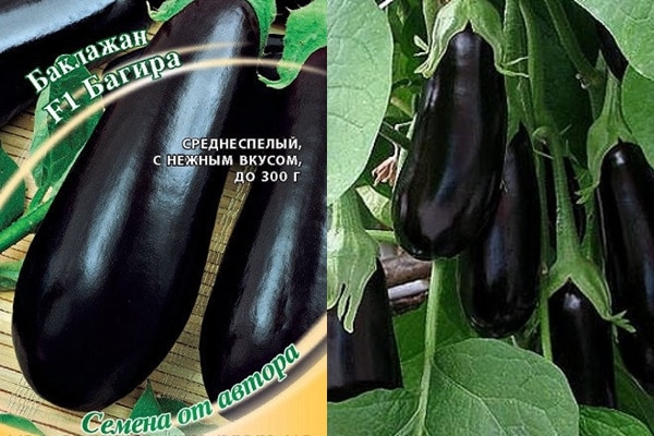 bagheera eggplant seeds