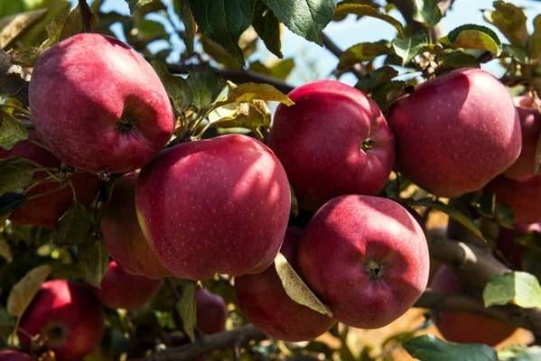 odmiany jabłoni Almaatinsky