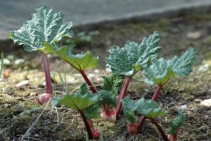 Dlaczego liście rabarbaru czerwienieją: choroby i szkodniki oraz jak się ich pozbyć
