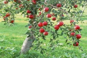 Výber optimálnej pôdy na výsadbu jablone: ​​určujeme kyslosť a zásaditosť, aký druh pôdy je potrebný