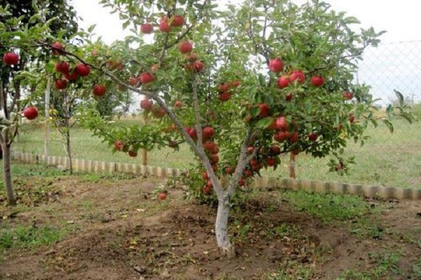 أشجار التفاح شبه القزم