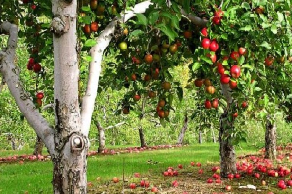 säännöllinen omenapuu