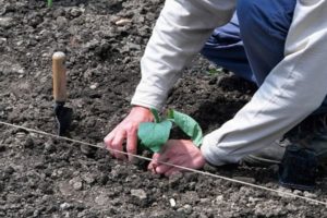 Açık toprağa patlıcan nasıl düzgün bir şekilde ekilir: dikim şeması, agroteknik önlemler, ürün rotasyonu