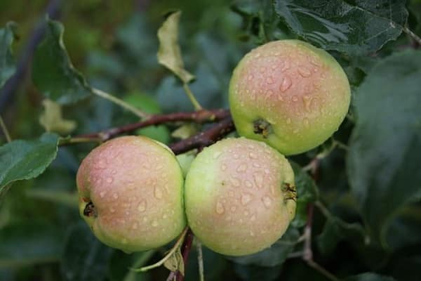 stabla jabuka za Ural