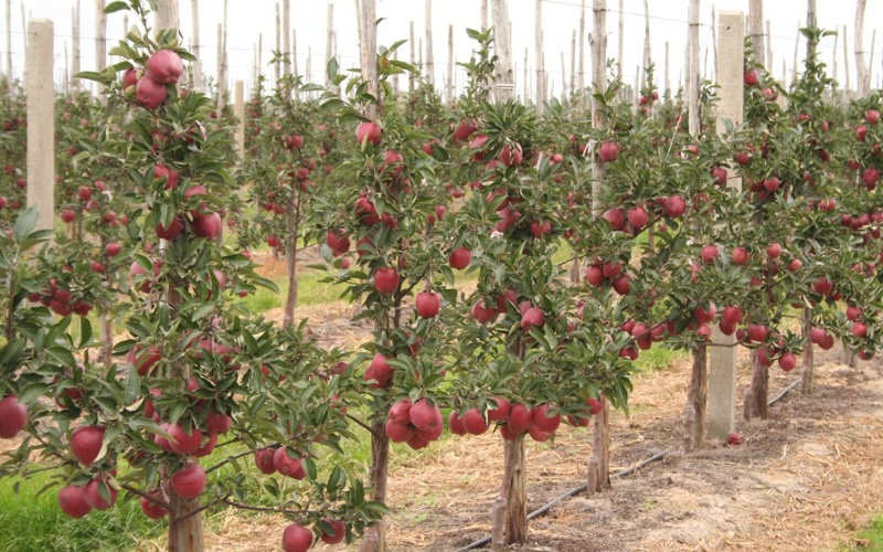 geplante appelbomen