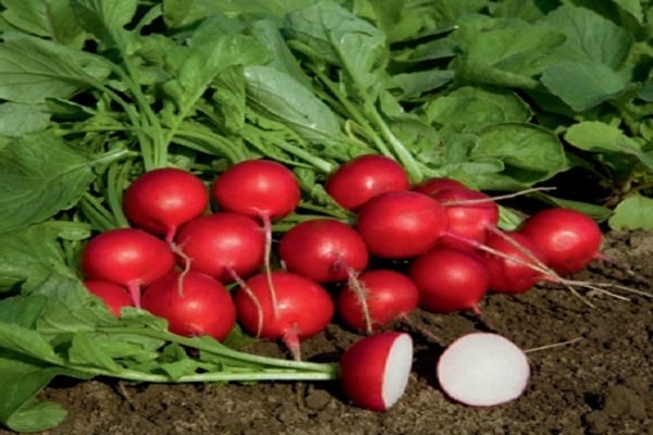 radishes for the winter