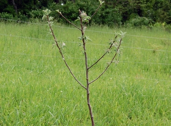 apple tree seedling in an open area