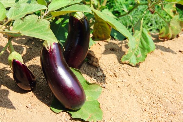 eggplant bushes