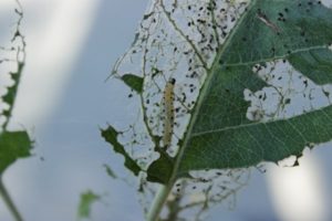 Elma ağaçlarında ipekböceği tırtılları ile mücadelede halk ve kimyasal yöntemler, korunma