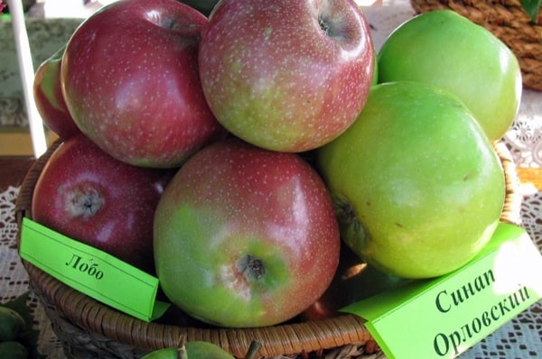 apple-tree varieties Orlovsky Sinap