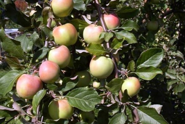 äppelträd synap orlovsky