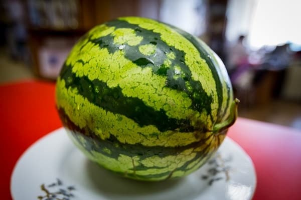 geeignete Wassermelone